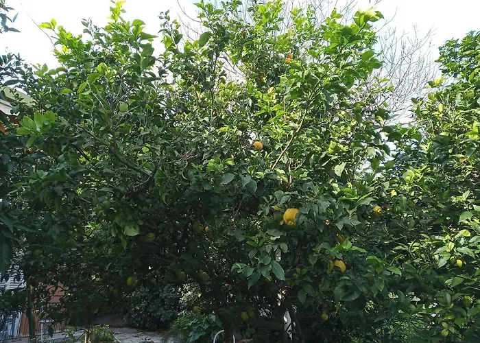 The Grapevine דירה