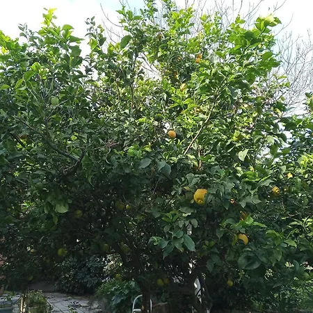 The Grapevine Apartmán